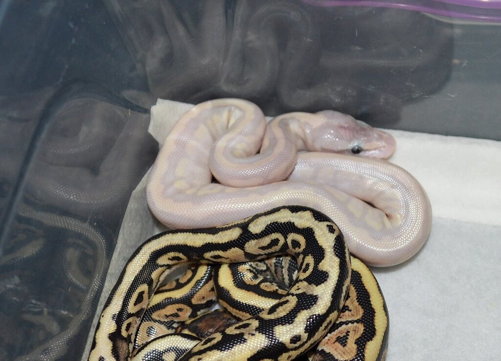 Super Phantom Pastel Spotnose, I think - Ball Pythons - MorphMarket ...