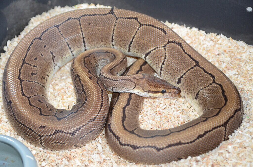 What new reptiles have you bought recently? - All Reptiles ...