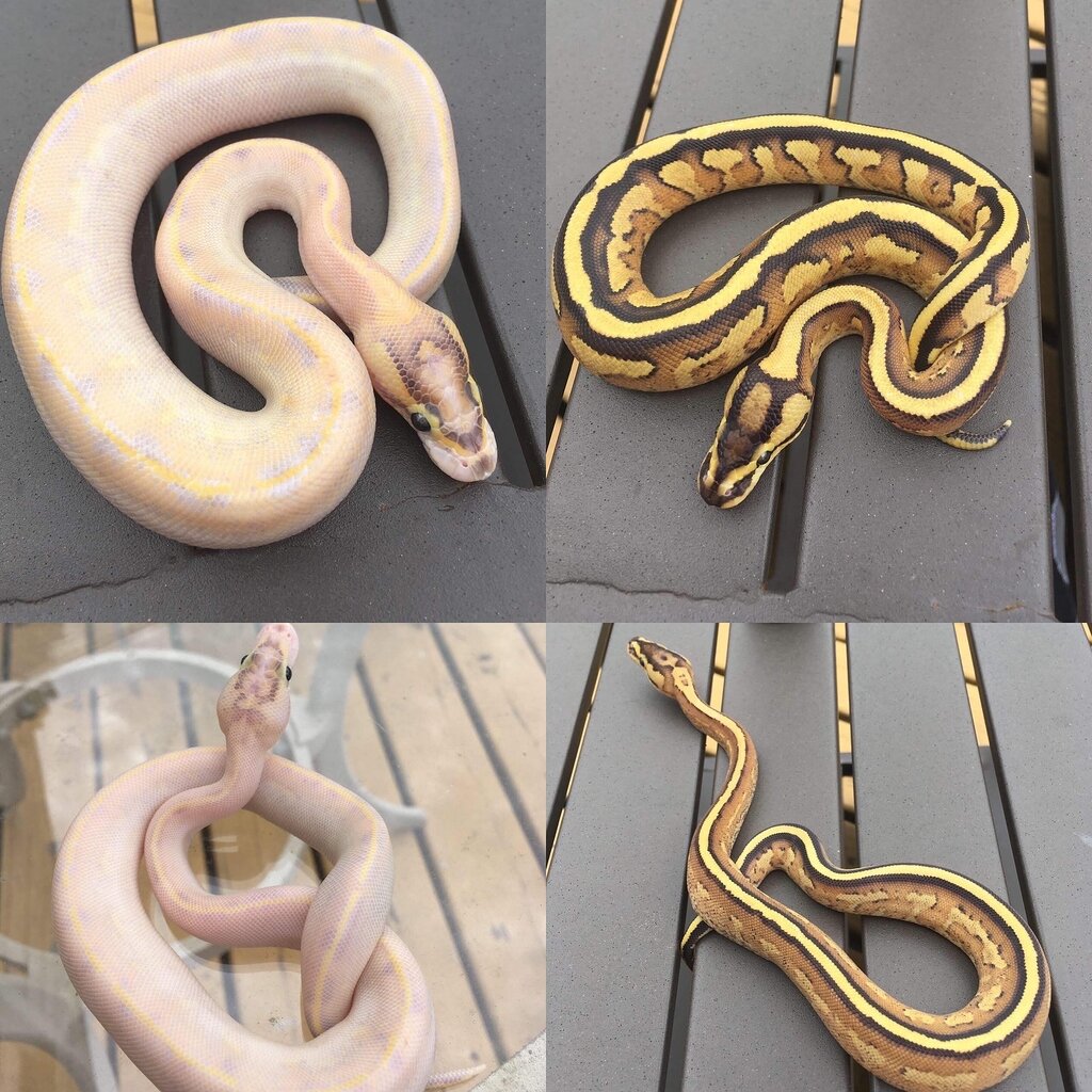Strange Ivory and Superstripe - Ball Pythons - MorphMarket Reptile ...