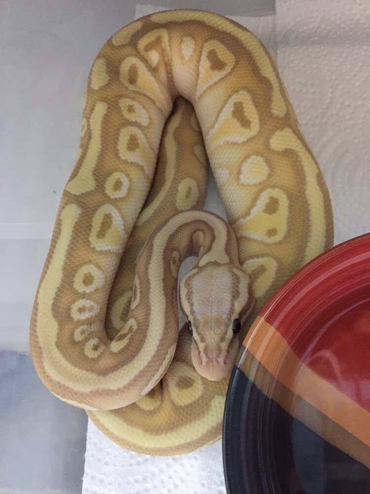 New skin! Hot Hot Hot 🐍 Ball Pythons MorphMarket Reptile Community