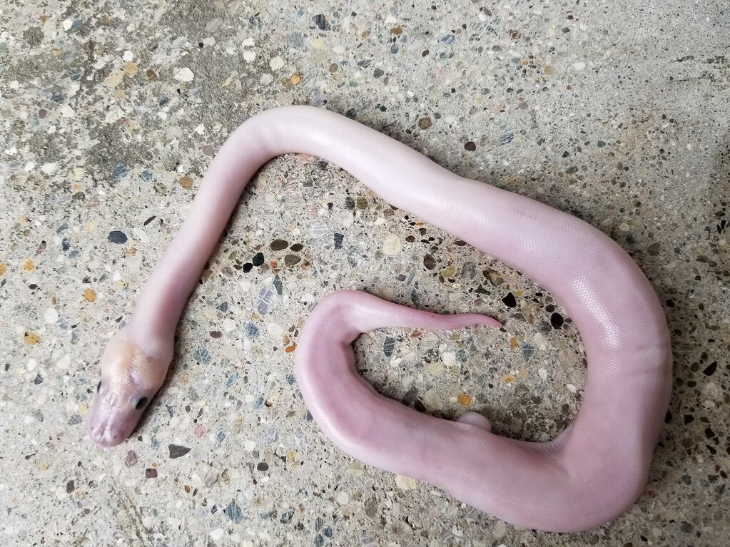 Yeah let's do this: here's the Super Spider - Ball Pythons ...