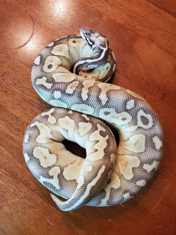 Can Anyone Help Me Identify This Morph Please Ball Pythons   668c0a9540b68cac55d107f0d2ad311a135f309b 2 750x1000 