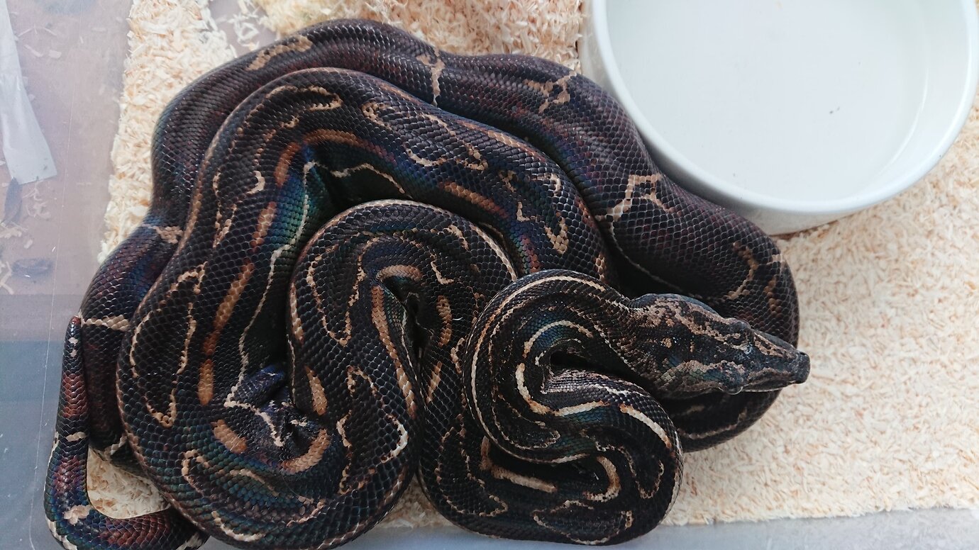 cool boa constrictor morphs