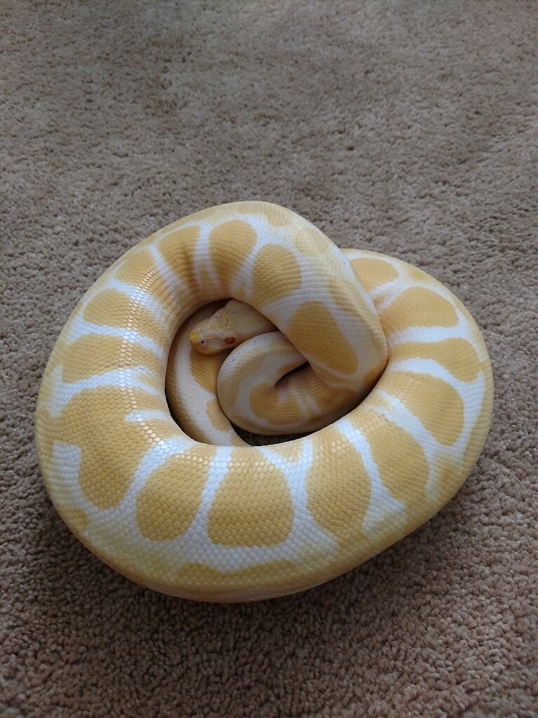 How to identify a banana albino? Ball Pythons MorphMarket Reptile