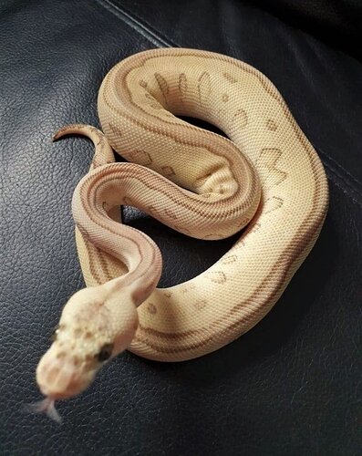 leopard lesser pastel clown