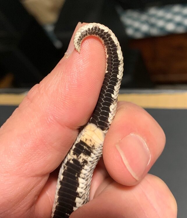 Feeding Schedule for Hognose Western Hognose MorphMarket Reptile