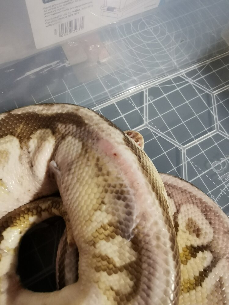 Burn Injury Progress! Ball Pythons MorphMarket Reptile Community
