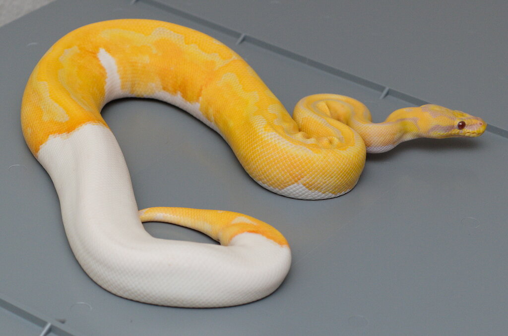 2019 Pastel Dreamsicle Female arrival from JKR Ball
