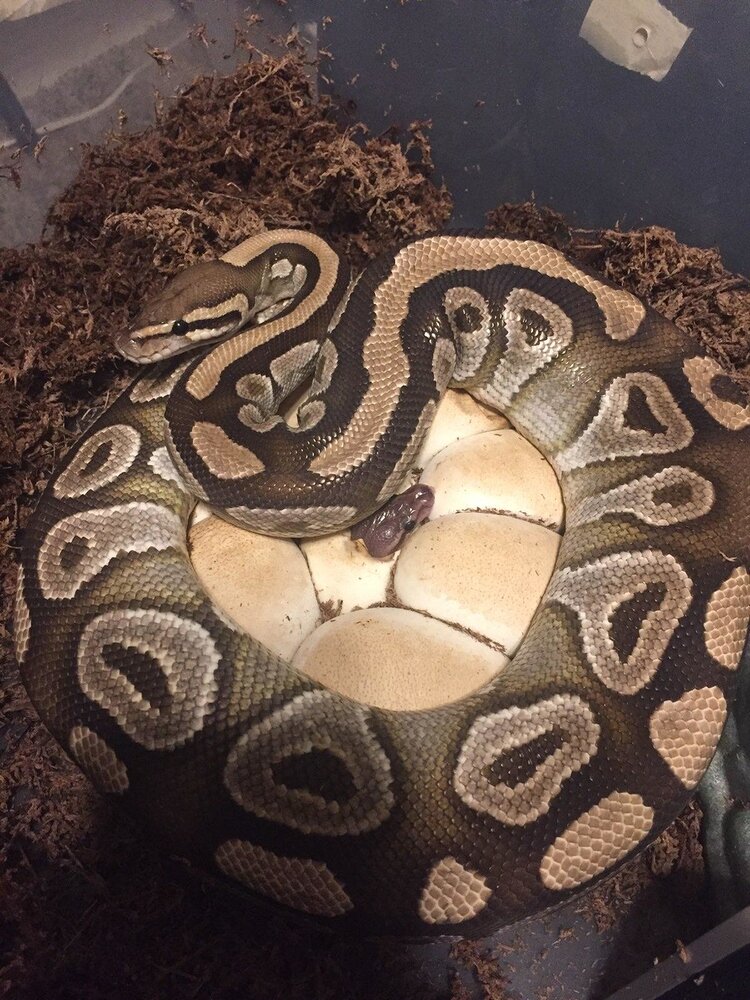 Maternal Incubation Method - Ball Pythons - Morphmarket Reptile Community