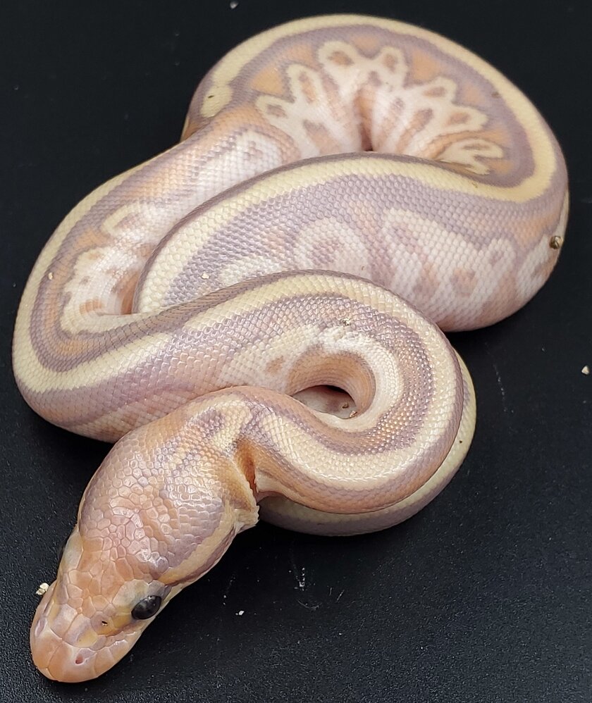 Bongo Madness 😆 Ball Pythons MorphMarket Reptile Community