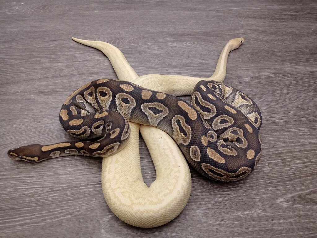 Banana Jigsaw Granite paired with Mojave female Ball Pythons