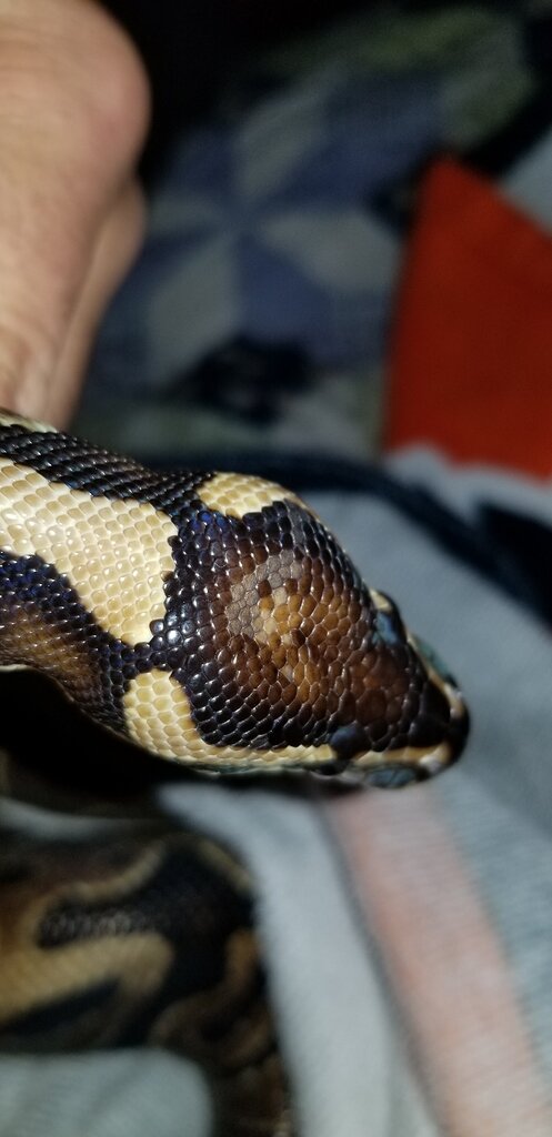 Stuck shed or something else? - Ball Pythons - MorphMarket Reptile ...