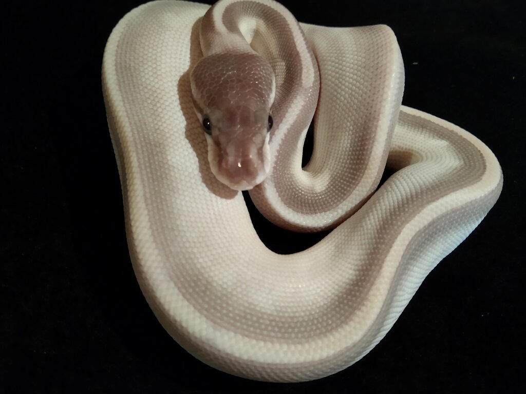Gravel Mojave Woma X YB Phantom Mojave Ball Pythons MorphMarket