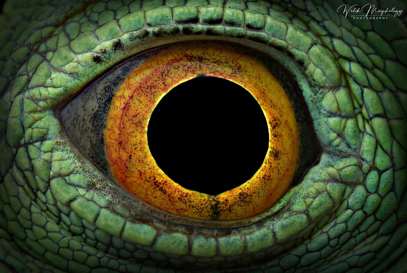 eye-of-the-basilisk-other-lizards-morphmarket-reptile-community