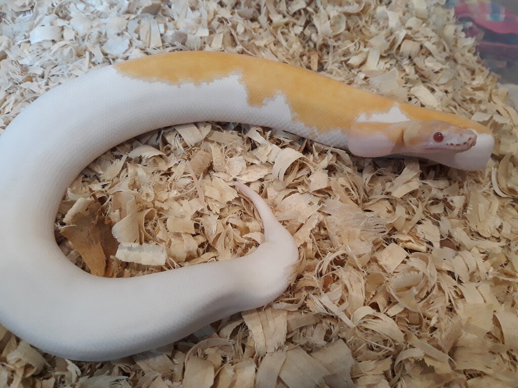 Your favorite albino candy Toffee Candino Tofino combo, with pictures ...