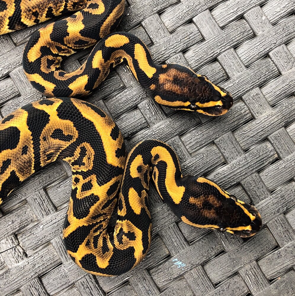 Splatter Leopards Ball Pythons MorphMarket Reptile Community