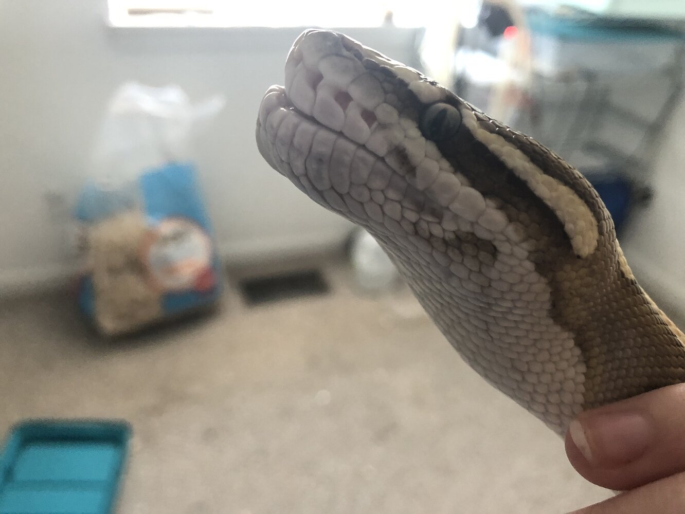 Ball Python Face Swelling at Joseph Russo blog