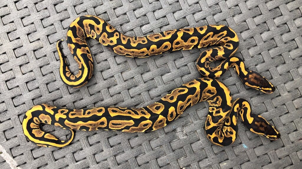 Splatter Leopards Ball Pythons MorphMarket Reptile Community