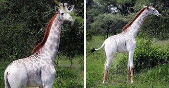 white-giraffe-leucism-albino-rare-animals-omo-tanzania-fb__700-png