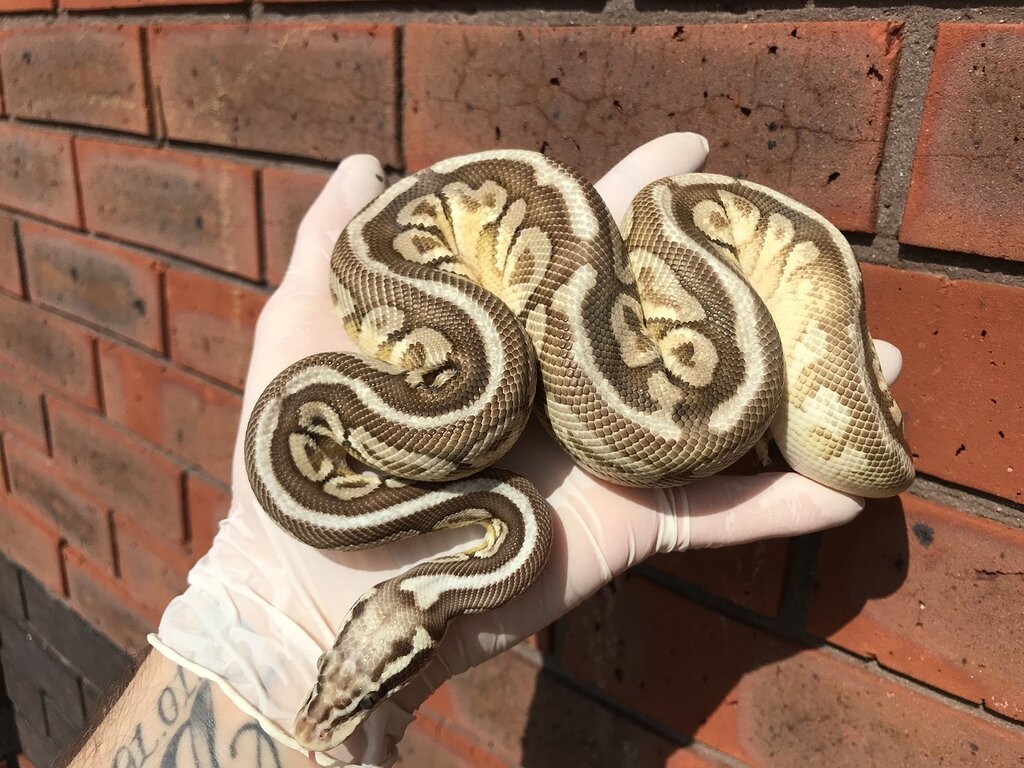 First Ball Python! Questions etc Ball Pythons MorphMarket Reptile