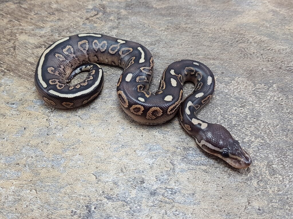 Just hatched this beauty.. Hurricane combo! - Ball Pythons ...