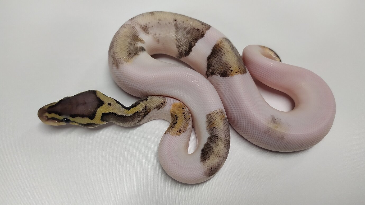 Show me your worlds first! - Ball Pythons - MorphMarket Reptile Community
