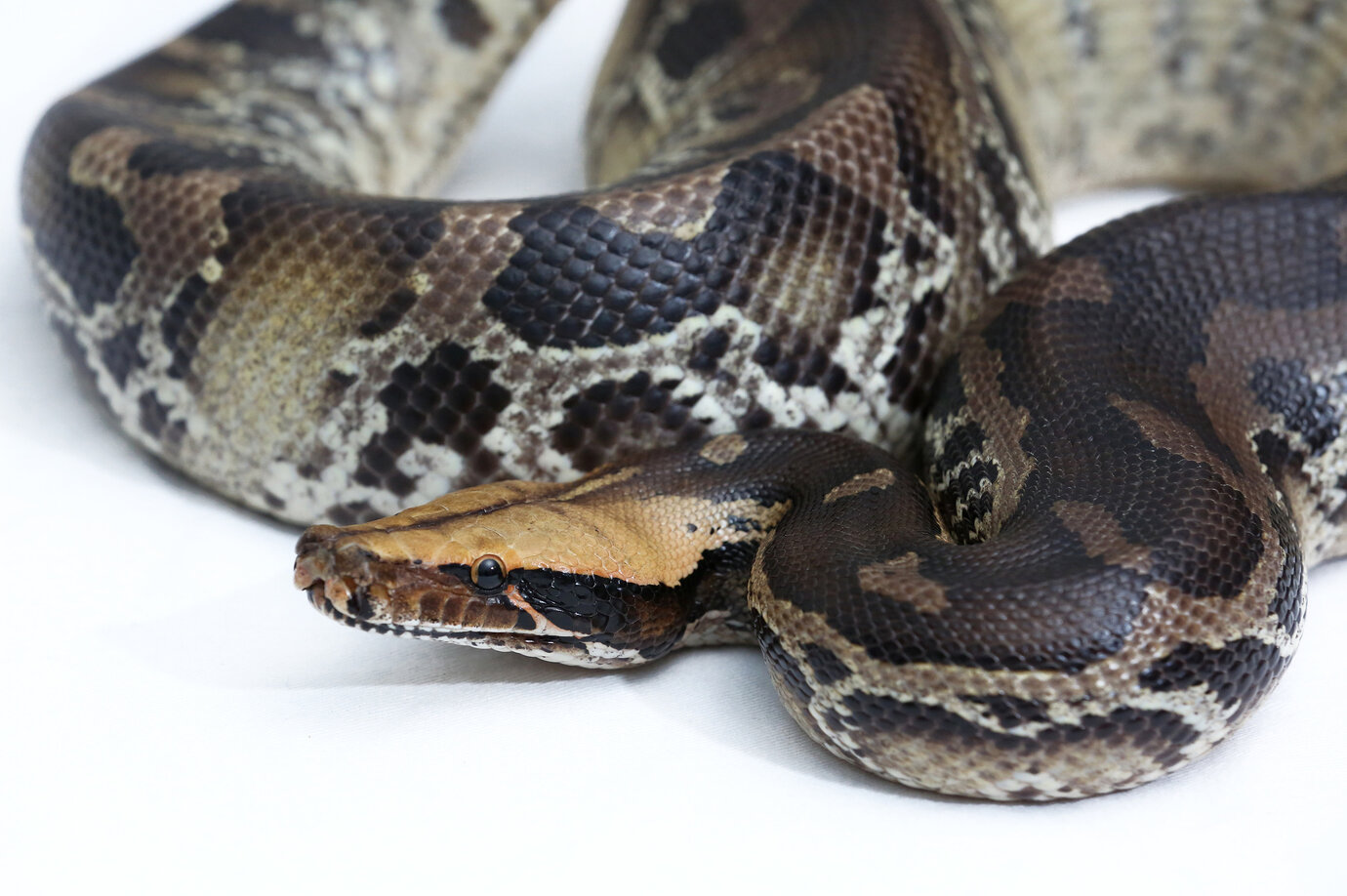 Check out my blood and short-tailed pythons - and share ...