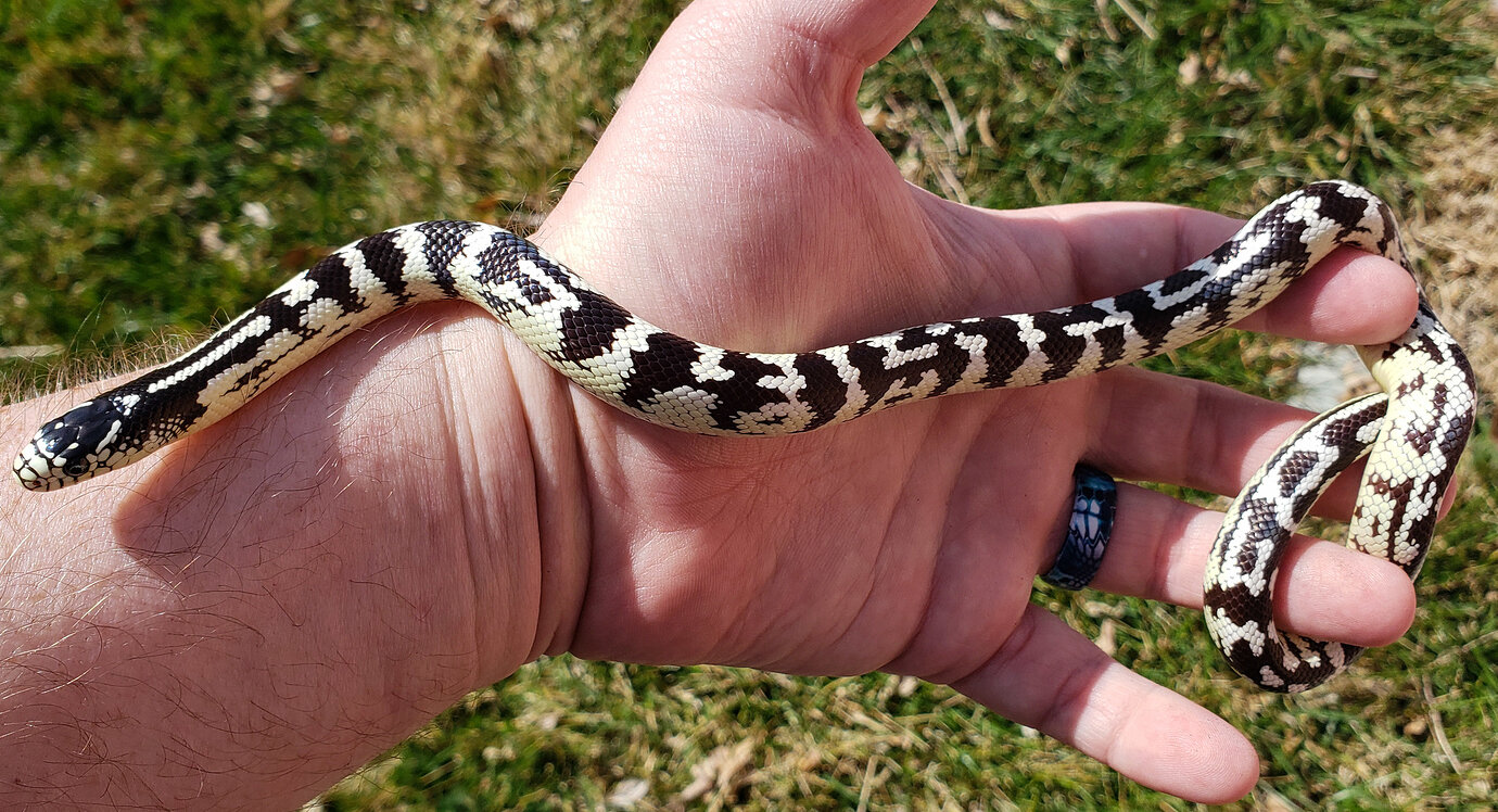 California king snakes, an American classic Kingsnakes MorphMarket