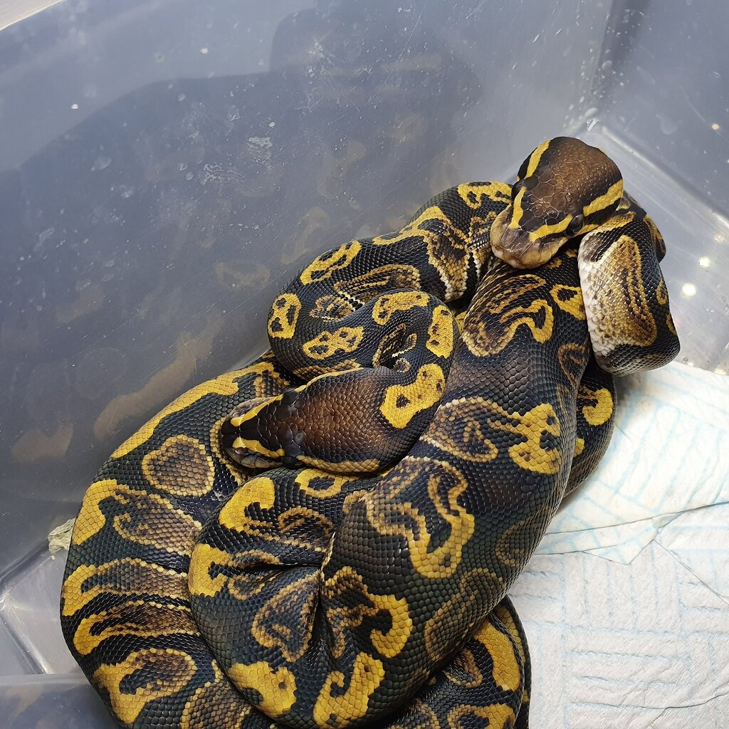 Morph identification GHI X ENCHI - Ball Pythons - MorphMarket Reptile ...
