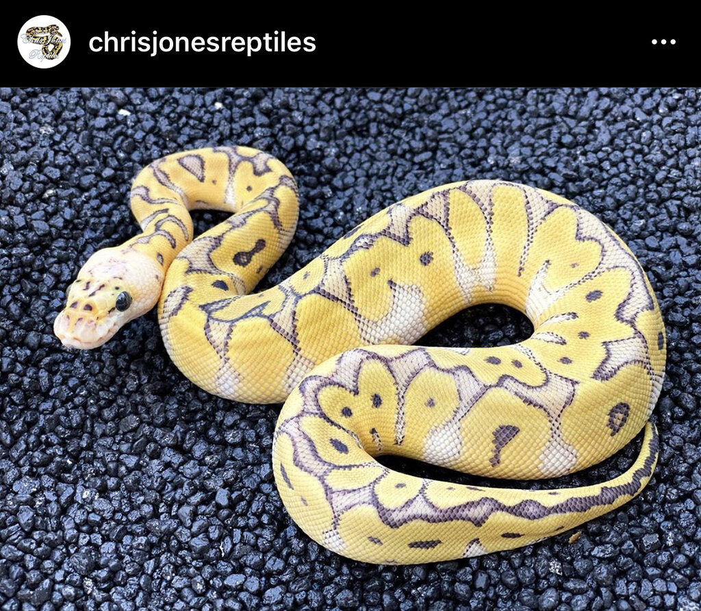 Stunning little girl - Ball Pythons - MorphMarket Reptile Community