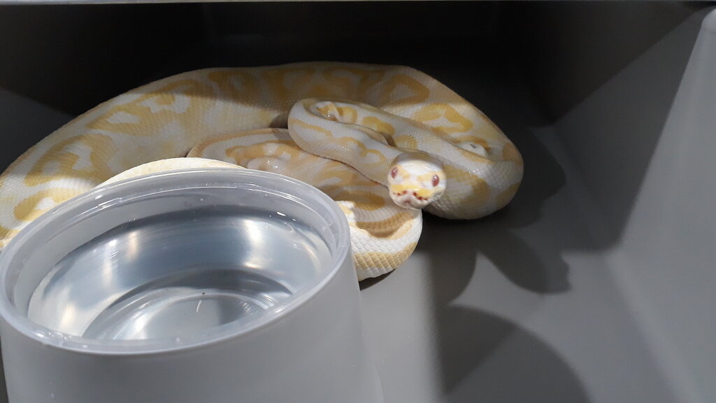 I got my first clutch of eggs today! Ball Pythons MorphMarket