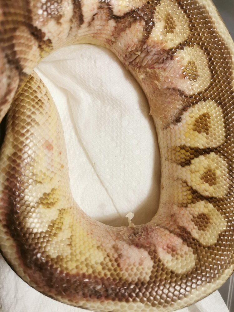 Burn Injury Progress! - Ball Pythons - MorphMarket Reptile Community