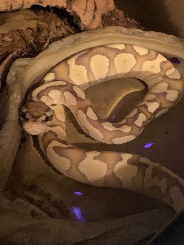 Ball python bathing in water bowl? Ball Pythons MorphMarket Reptile