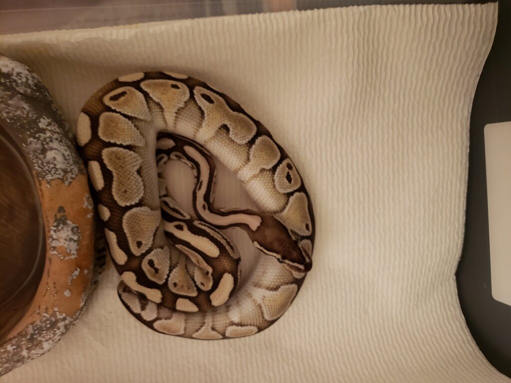 Ball Python Morph Descriptions