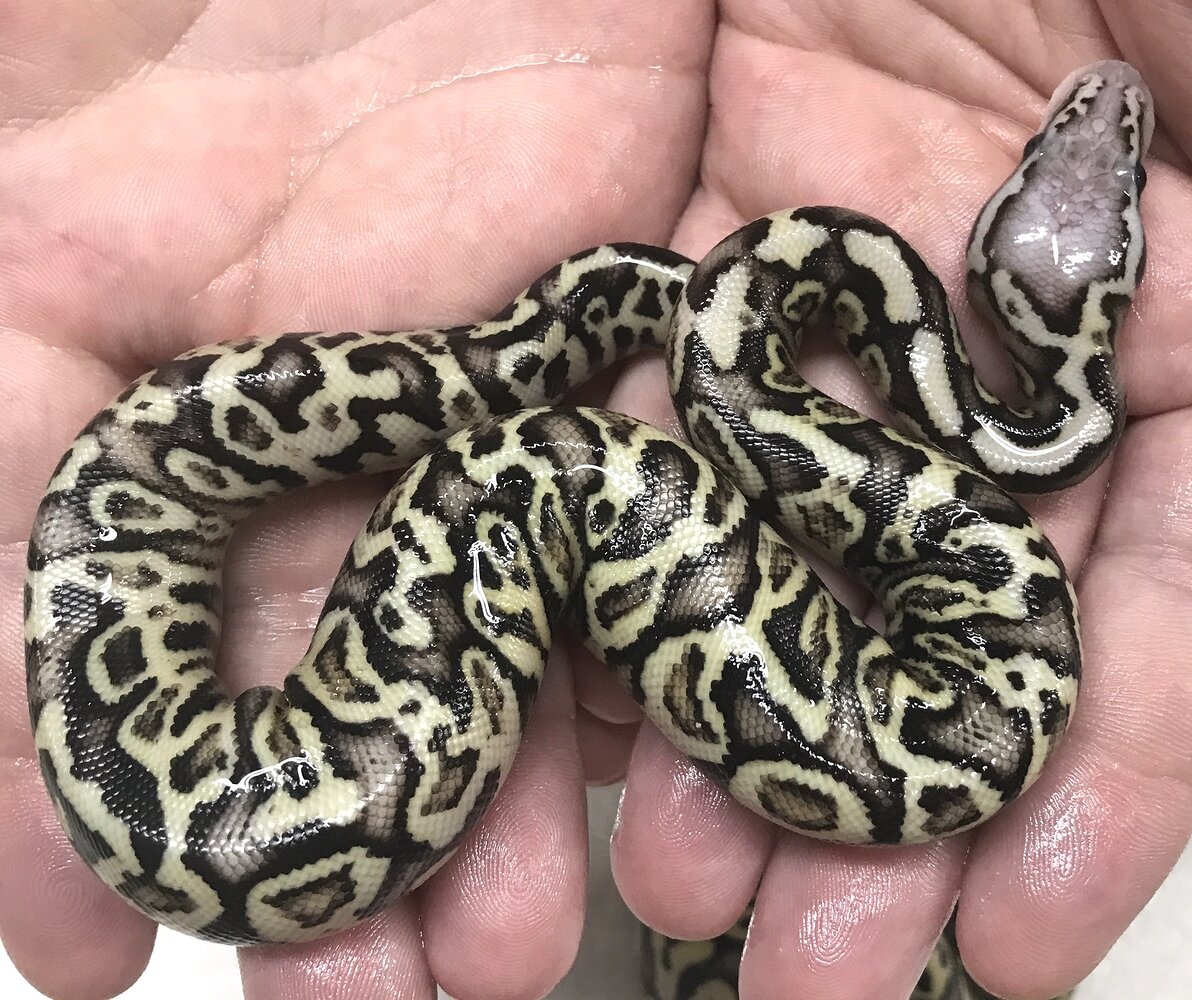 A few Babies hatching here. ;) - Ball Pythons - MorphMarket Reptile ...