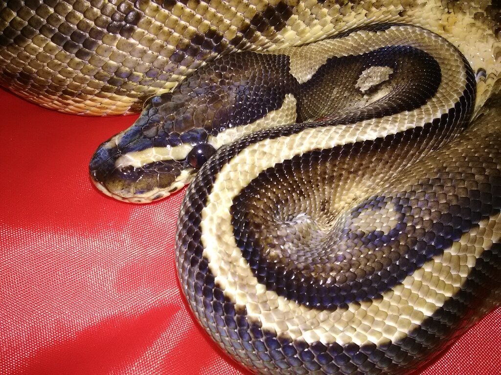 Bump on tail? - Ball Pythons - MorphMarket Reptile Community