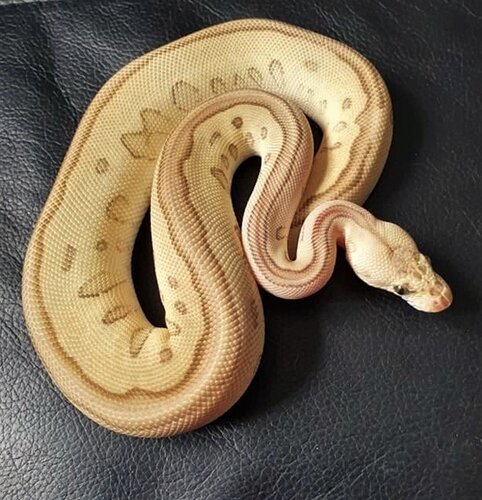 leopard lesser pastel clown3