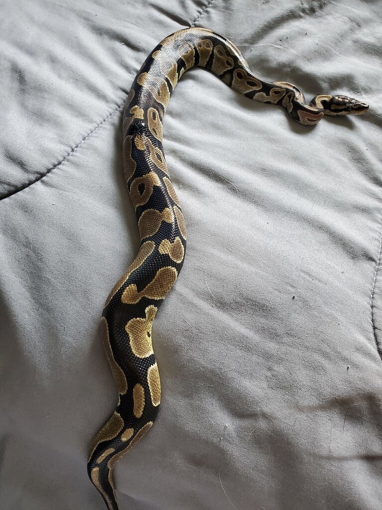 Help me identify this morph please - Ball Pythons - MorphMarket Reptile ...