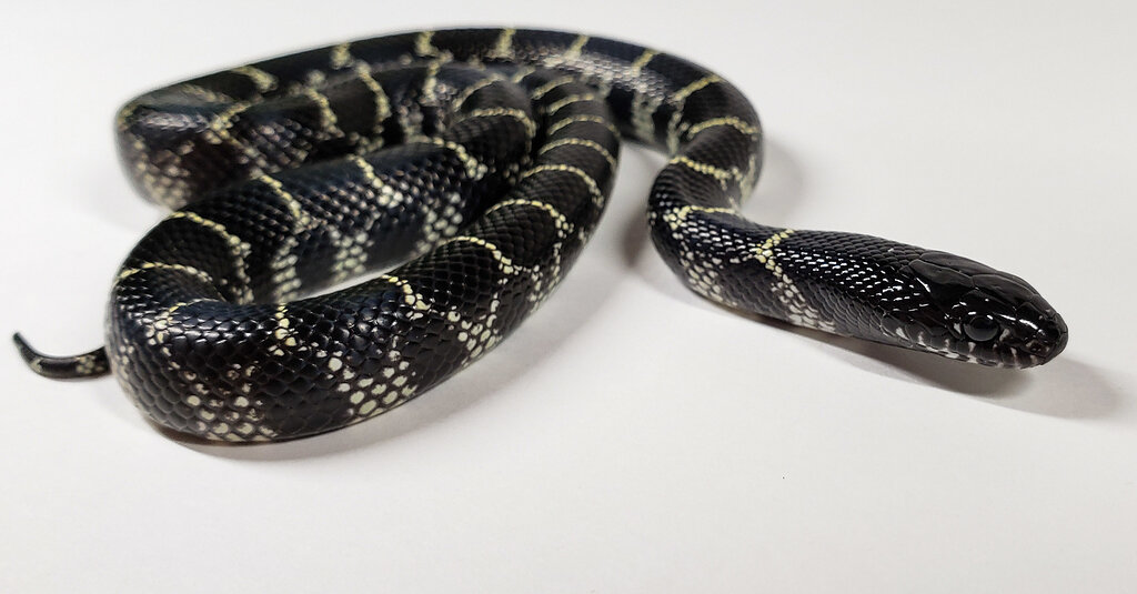 California king x mexican black king - Kingsnakes - MorphMarket