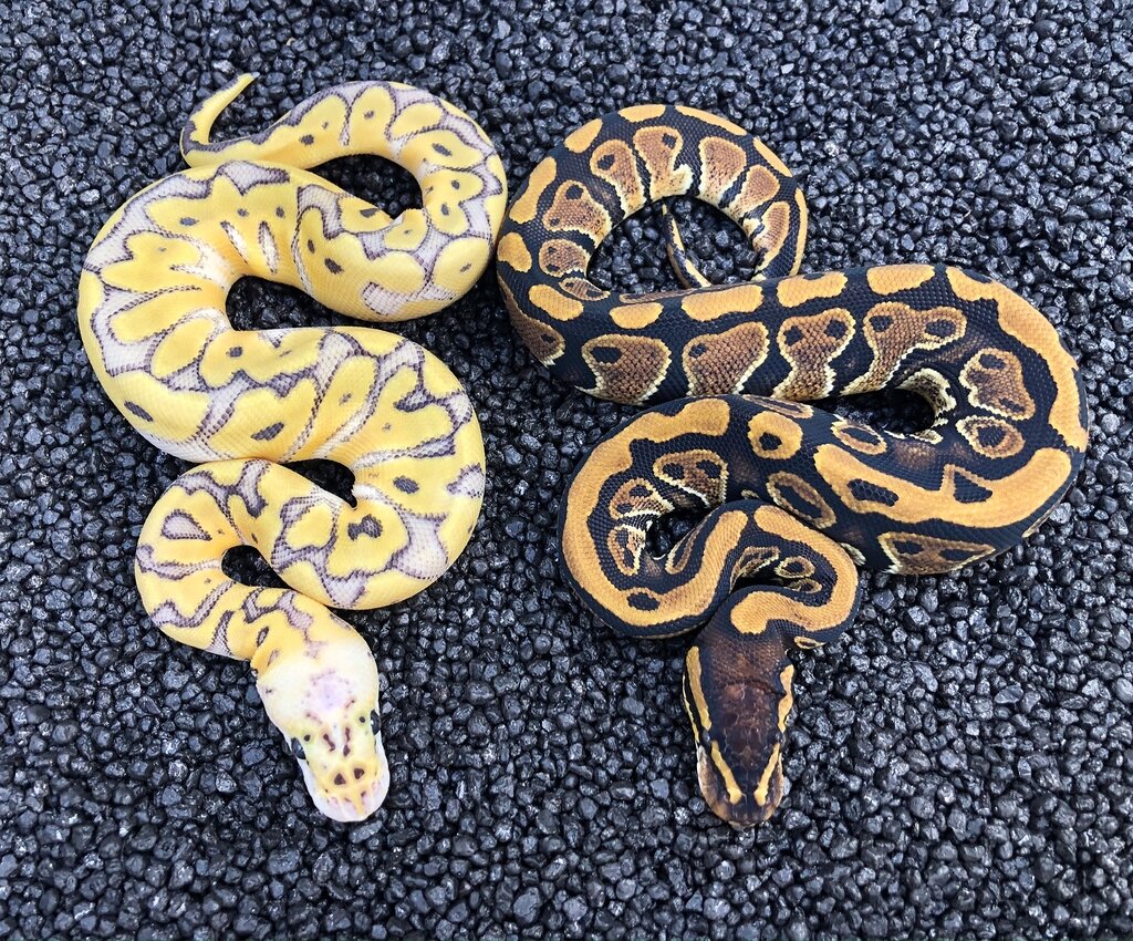 Splatter Migraine Pastel Clown Ball Pythons MorphMarket Reptile
