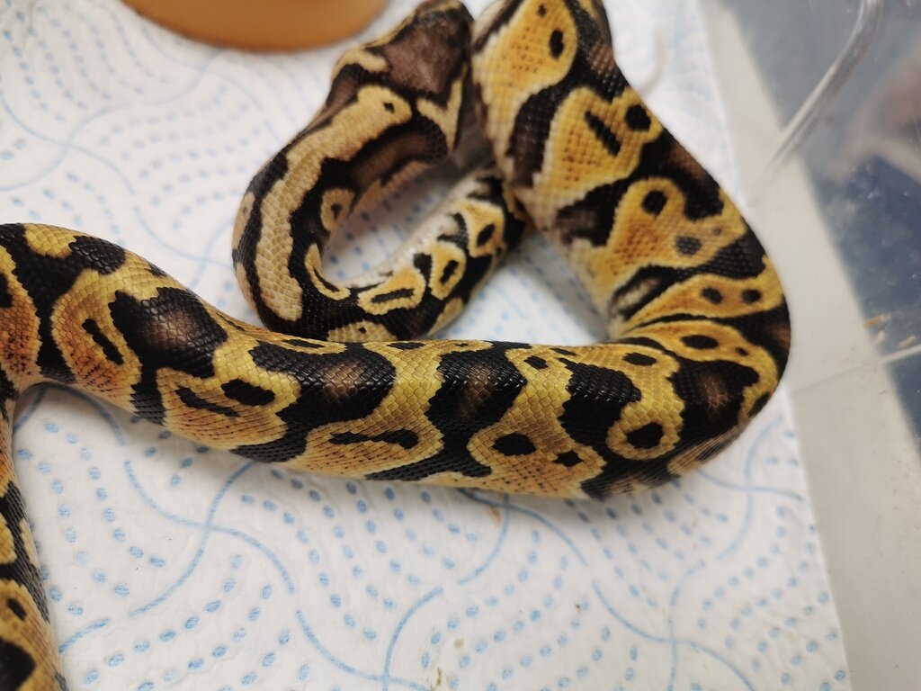Morph identification - Ball Pythons - MorphMarket Reptile Community