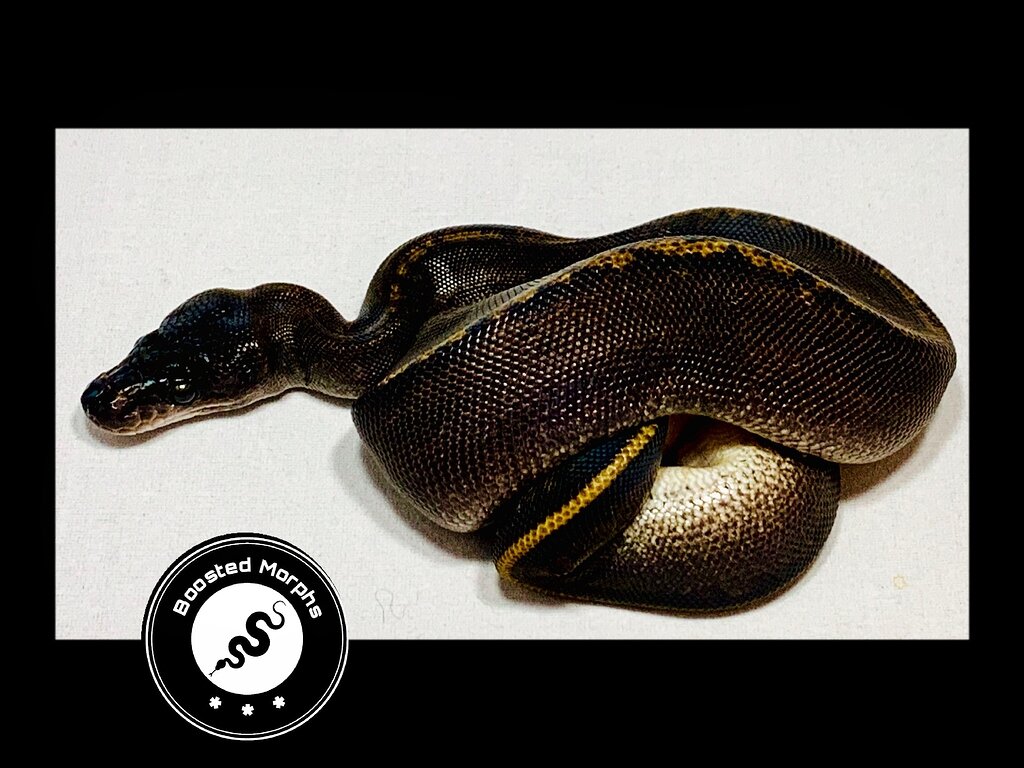 Finally got a Suma! - Ball Pythons - MorphMarket Reptile Community