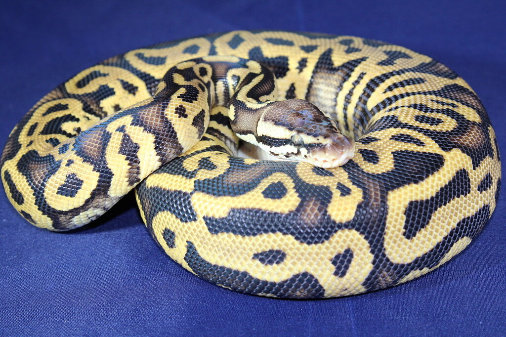 A little update from the Hurricanes - Ball Pythons - MorphMarket ...