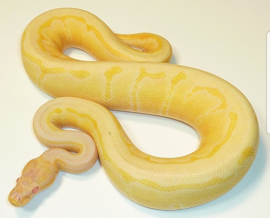 Help Identification - Ball Pythons - MorphMarket Reptile Community