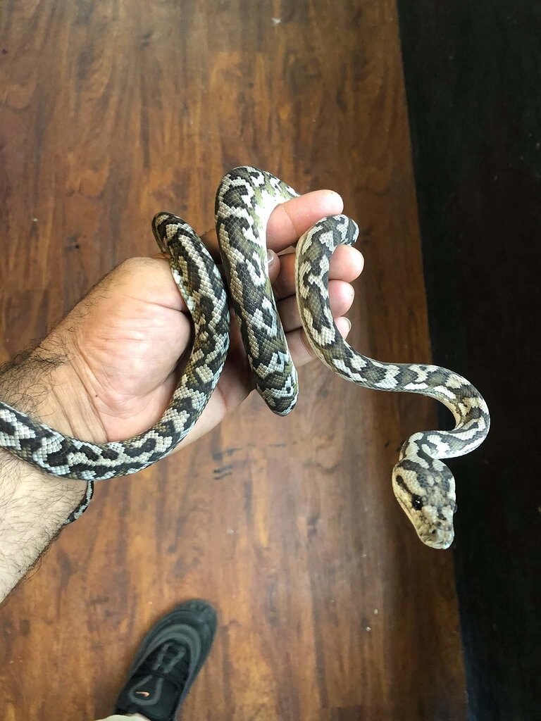 Breeding questions from a complete beginner - Carpet Pythons ...