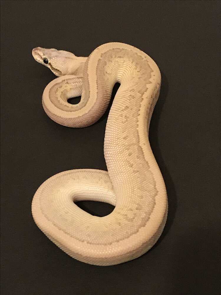 ball-python-genetics-identification-ball-pythons-morphmarket