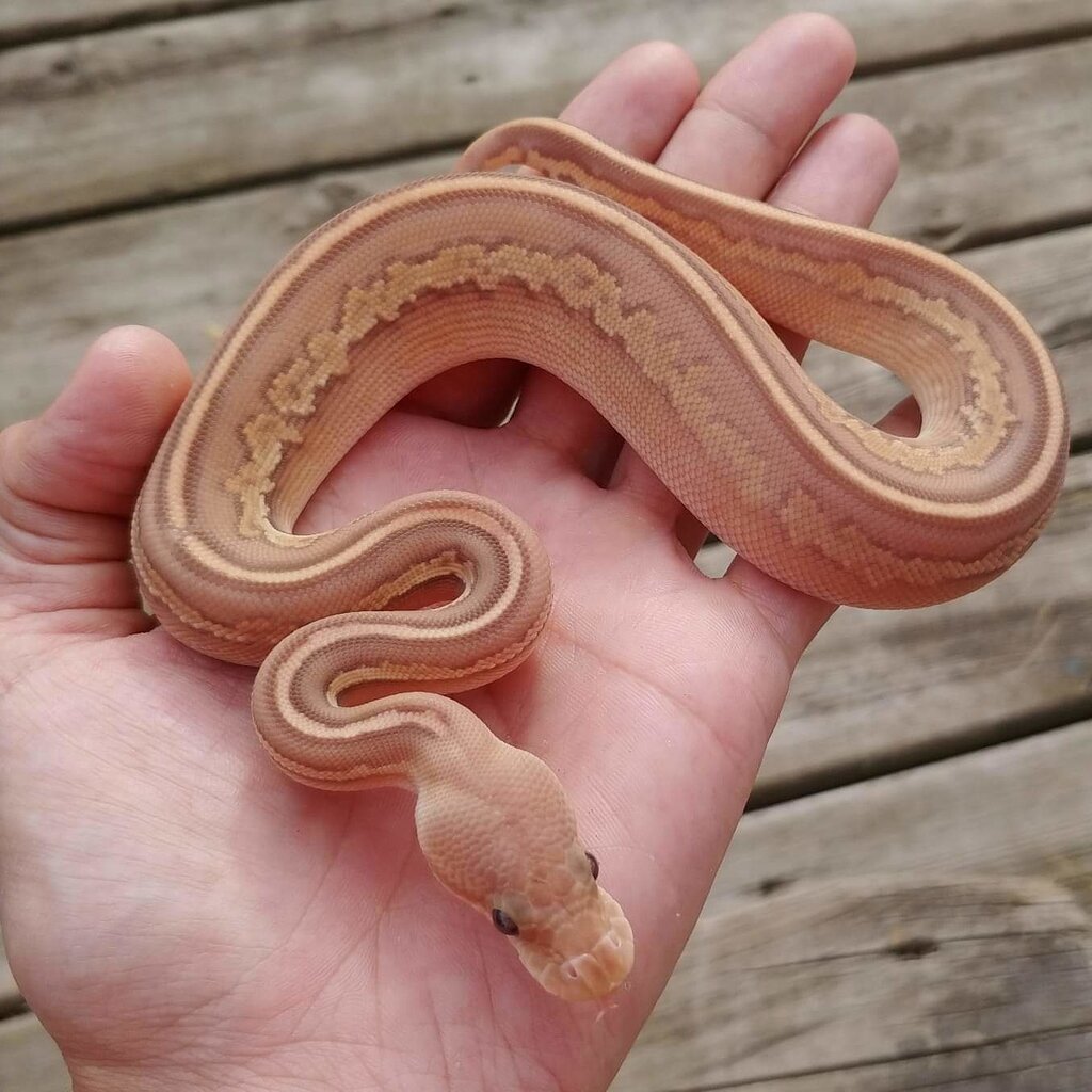 Bongo Cinnamon Ultramel Ball Pythons MorphMarket Reptile Community