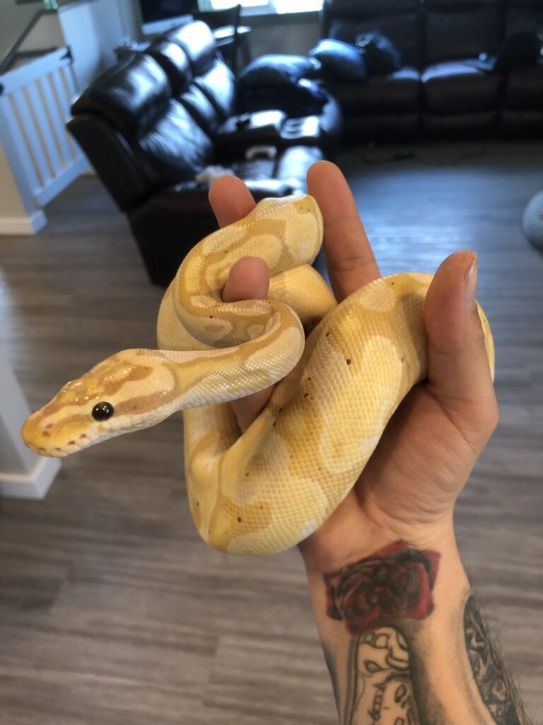 What female should I pair to this male! Ball Pythons MorphMarket