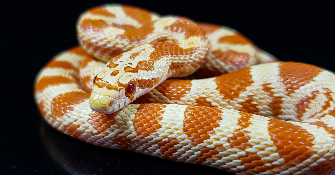 Sonoran Gopher Snake X Corn Snake Hybrids - Corn Snakes - Morphmarket 