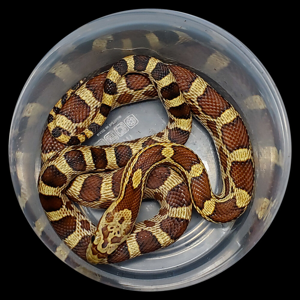 My hybrid collection - Corn Snakes - MorphMarket Reptile Community
